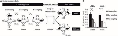 Sleep Enhances Recognition Memory for Conspecifics as Bound into Spatial Context